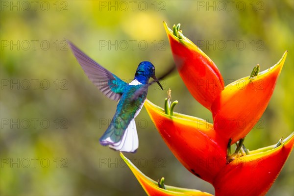 White-naped Hummingbird