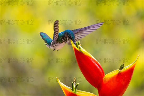 White-naped Hummingbird