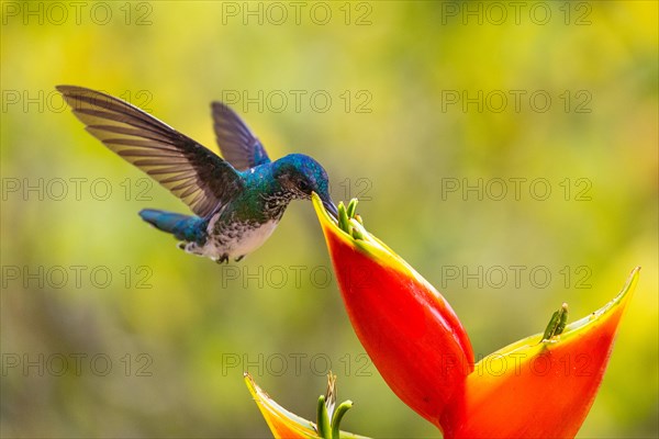 White-naped Hummingbird