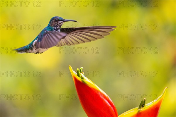 White-naped Hummingbird