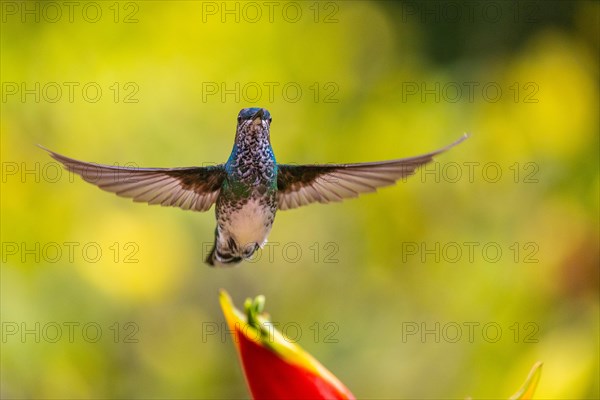 White-naped Hummingbird