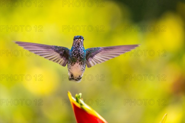 White-naped Hummingbird