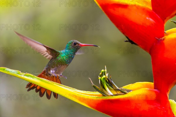 Brown-tailed Amazon