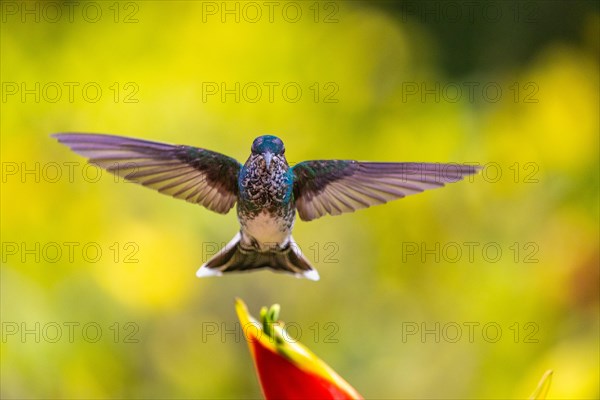 White-naped Hummingbird