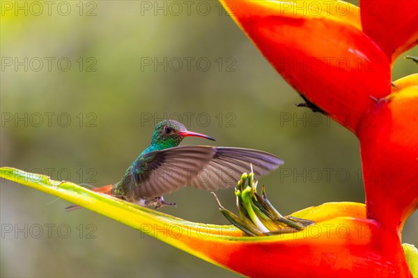 Brown-tailed Amazon