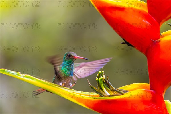 Brown-tailed Amazon