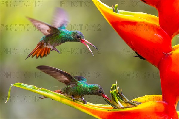 Two Brown-tailed hummingbird