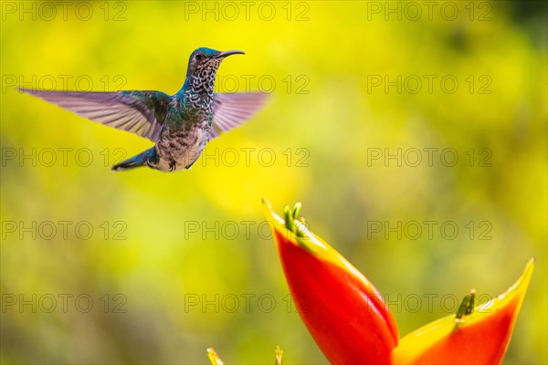 White-naped Hummingbird