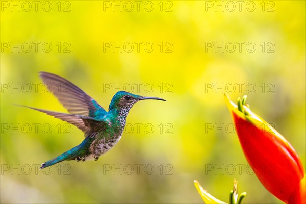 White-naped Hummingbird