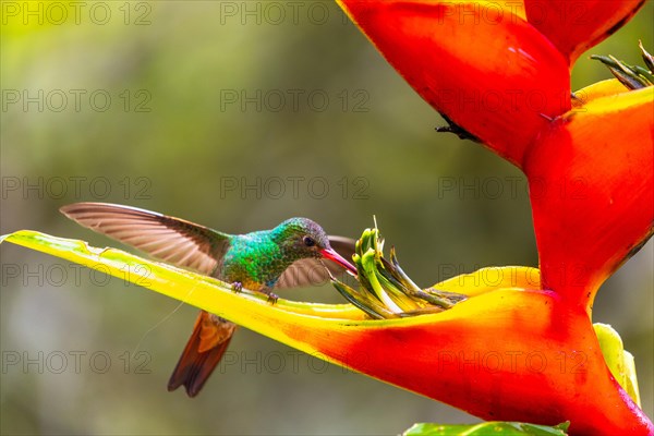 Brown-tailed Amazon