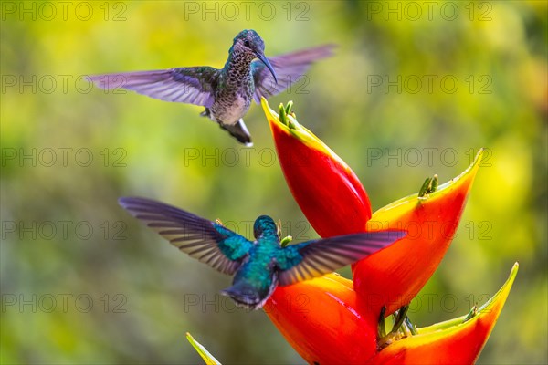 Two White-naped hummingbird