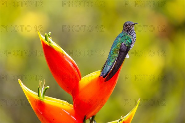 White-naped Hummingbird