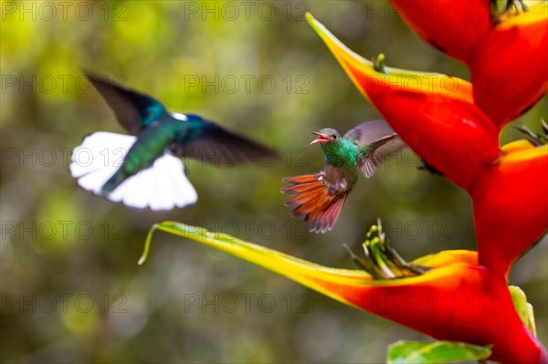 Brown-tailed Hummingbird