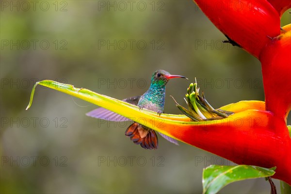 Brown-tailed Amazon