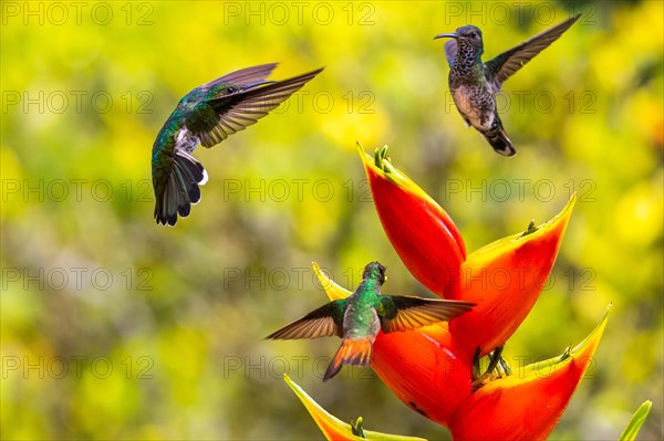 Brown-tailed Hummingbird