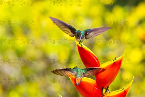 Brown-tailed Hummingbird