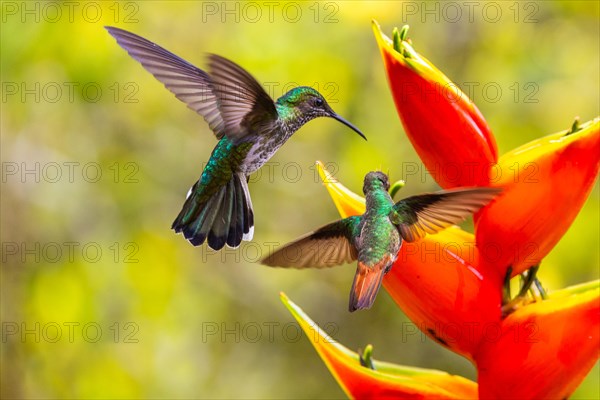 Brown-tailed Hummingbird