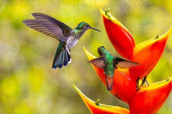 Brown-tailed Hummingbird