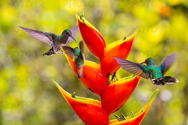 Brown-tailed Hummingbird