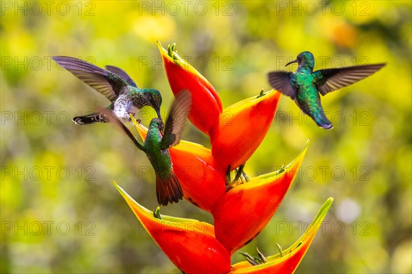 Brown-tailed Hummingbird