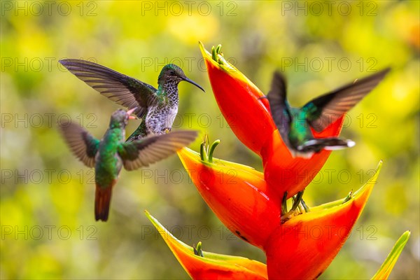 Brown-tailed Hummingbird