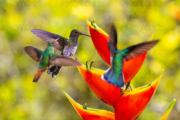 Brown-tailed Hummingbird