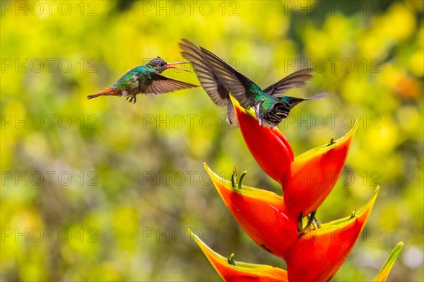 Brown-tailed Hummingbird