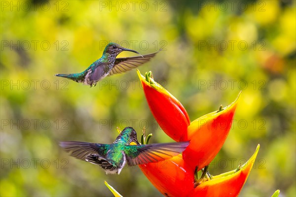 White-naped Hummingbird