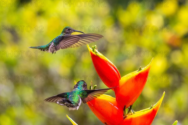 White-naped Hummingbird