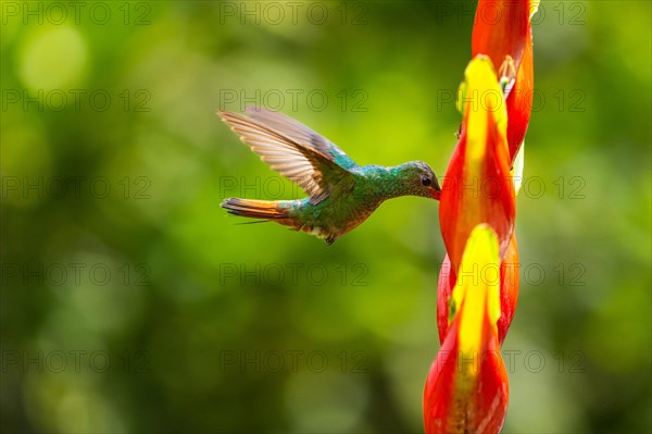 Brown-tailed Amazon