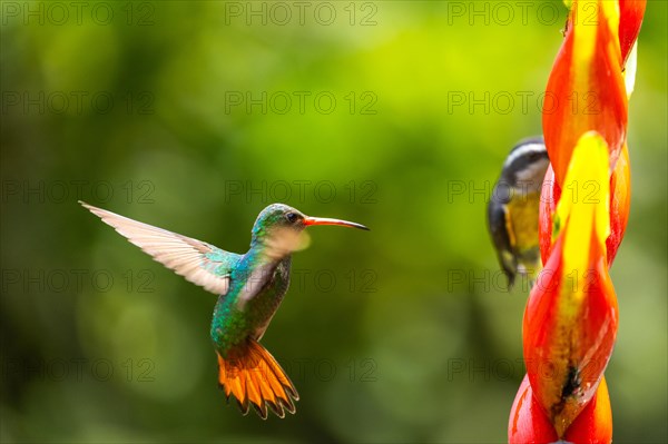 Brown-tailed Amazon