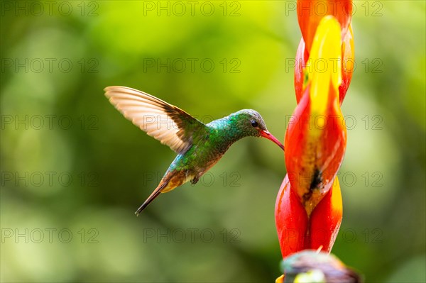 Brown-tailed Amazon