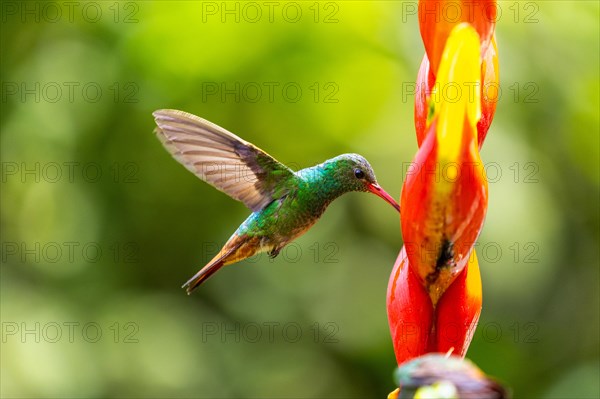 Brown-tailed Amazon