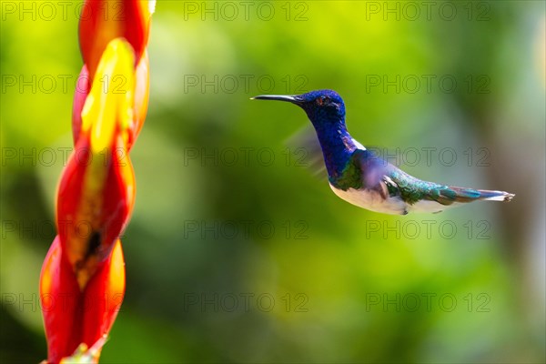 White-necked jacobin