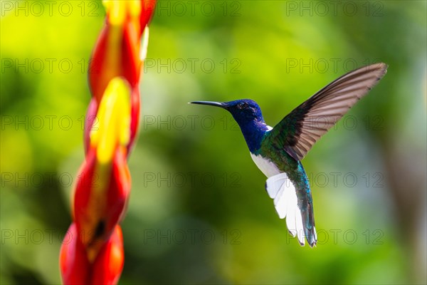 White-necked jacobin