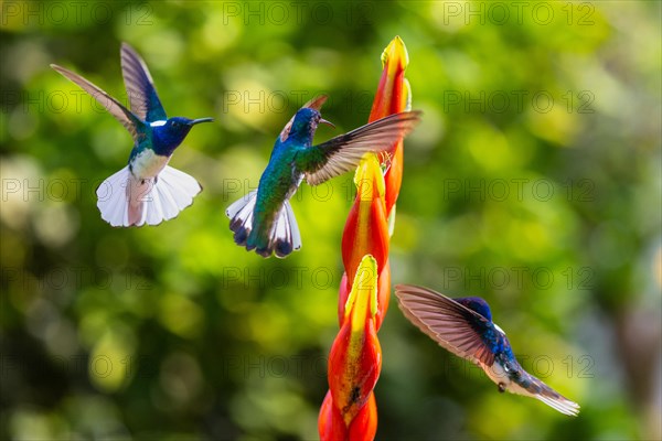 White-naped Hummingbird