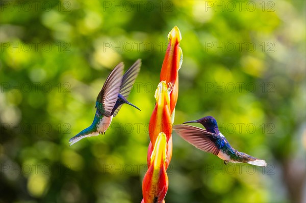 White-naped Hummingbird