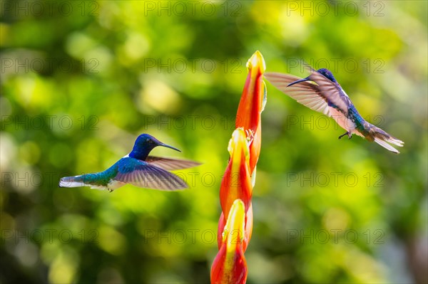 White-naped Hummingbird