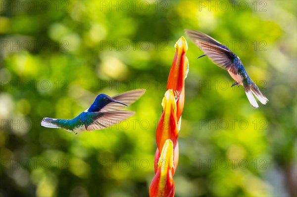 White-naped Hummingbird