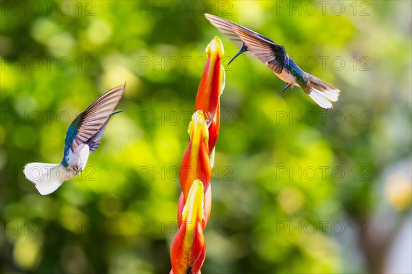 White-naped Hummingbird