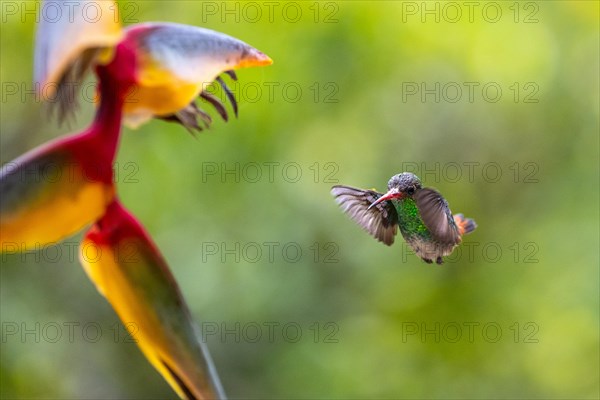 Brown-tailed Amazon