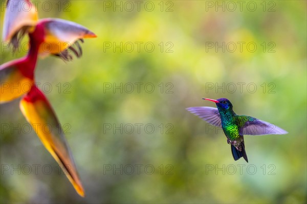 Green Hummingbird