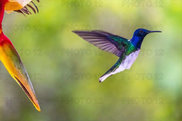 White-necked jacobin