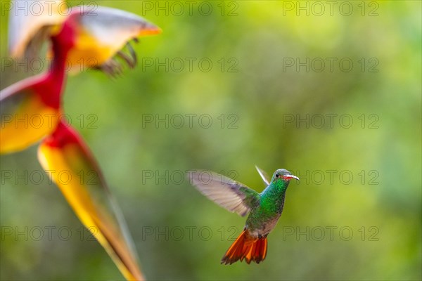 Brown-tailed Amazon