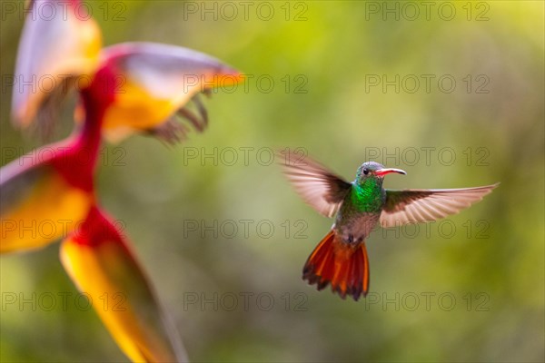 Brown-tailed Amazon