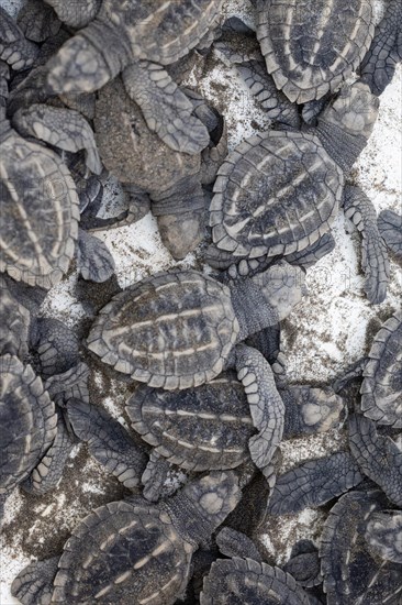 Newly hatched olive ridley sea turtles