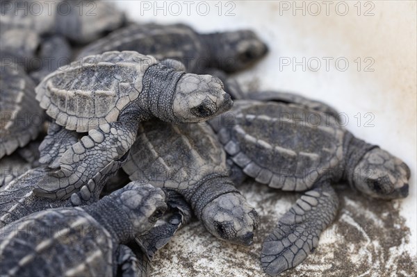 Newly hatched olive ridley sea turtles