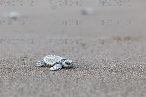 Young olive ridley sea turtle
