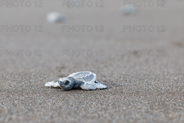 Young olive ridley sea turtle