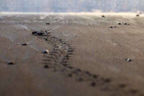 Young olive ridley sea turtle